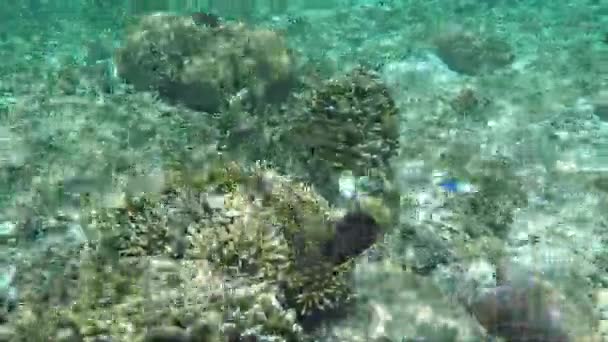 Plan sous-marin de récifs coralliens et de plantes — Video