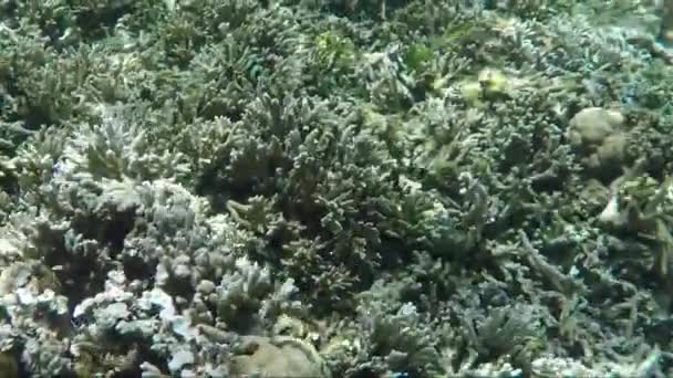 Inquérito subaquático de recifes de coral — Vídeo de Stock