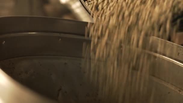 Enchendo um recipiente com grãos de café verde — Vídeo de Stock
