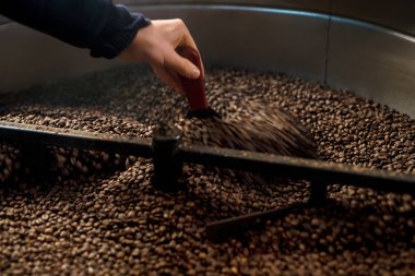 Man inspecting and roasting coffee beans clipart