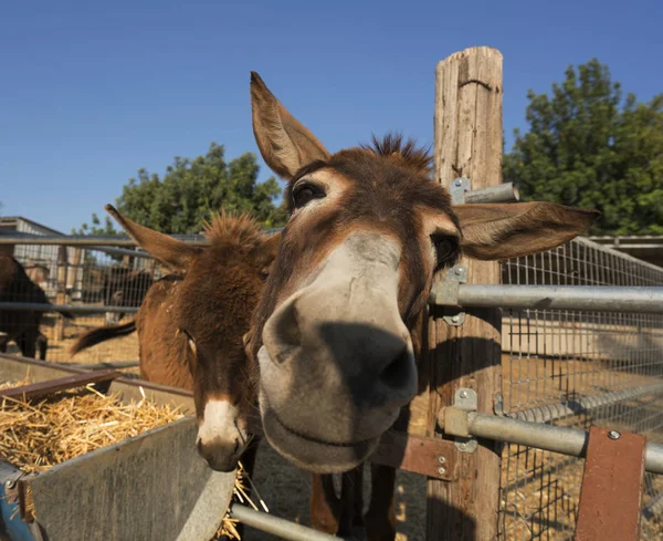 Cabeça de burro close up tiro em uma fazenda em Chipre — Fotografia de Stock