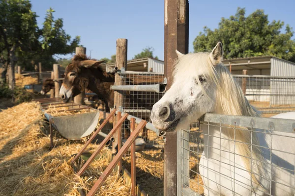 Donkey and pony on a farm on Cyprus — Stock Photo, Image