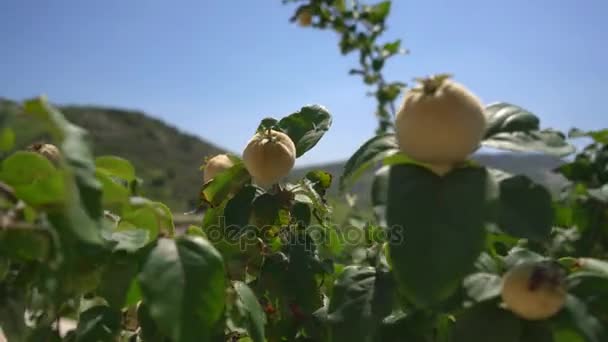 Стиглі свіжі фрукти на бранчі в парку на Кіпрі — стокове відео