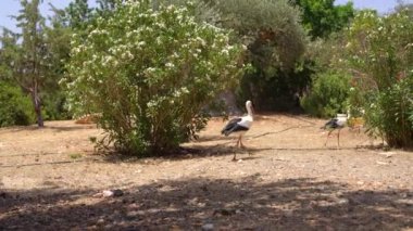 Kıbrıs Adası'nda bir parkta yürüyüş egzotik kuşlar