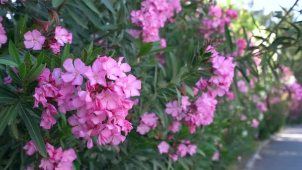 Bush with pink flowers in bloom on Cyprus — Stock Video