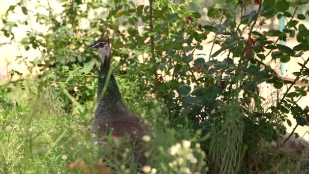 Exotic birds walking in a park on Cyprus island — Stock Video