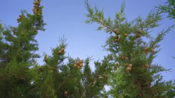 Almuerzos con fruta en arboleda de ciprés en día ventoso — Vídeo de stock