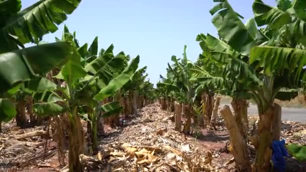 Banana grove strom na videu ostrov Kypr — Stock video