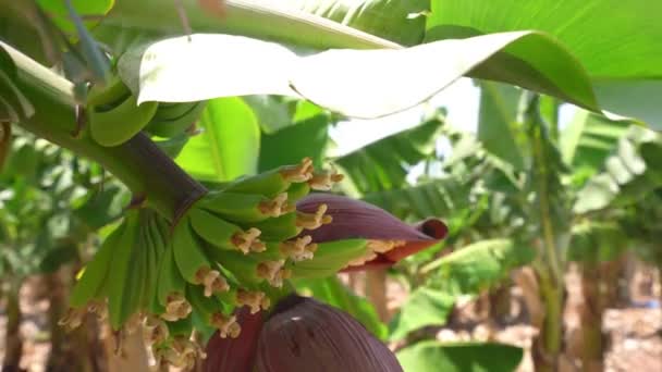 Banaan boom grove op Cyprus eiland video — Stockvideo