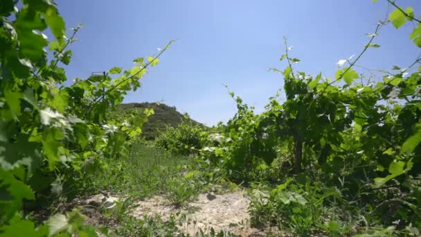 Wijngaard op Cyprus eiland video op een warme zonnige dag — Stockvideo