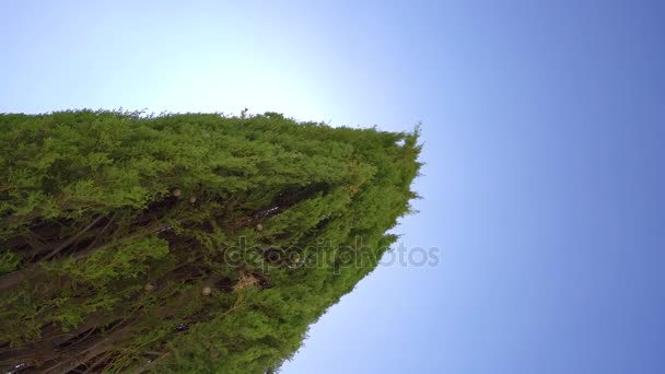 Árvore de cipreste e céu azul vídeo em Chipre — Vídeo de Stock