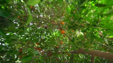 Kıbrıs Park'ta brunch üzerinde olgunlaşmış taze mandalina