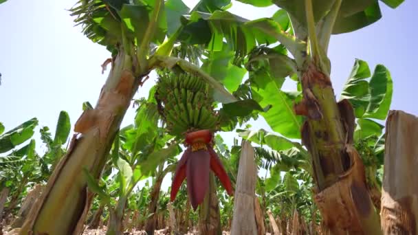 Άλσος δέντρων μπανανών σε Κύπρος νησί βίντεο — Αρχείο Βίντεο