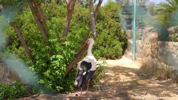 Exotische vogels wandelen in een park op Cyprus-eiland — Stockvideo