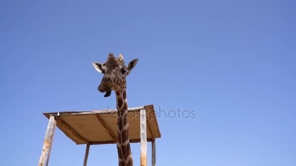 Giraffe in a park on Cyprus island — Stock Video