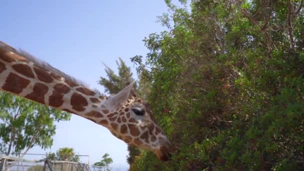 Жираф в парке на острове Кипр — стоковое видео