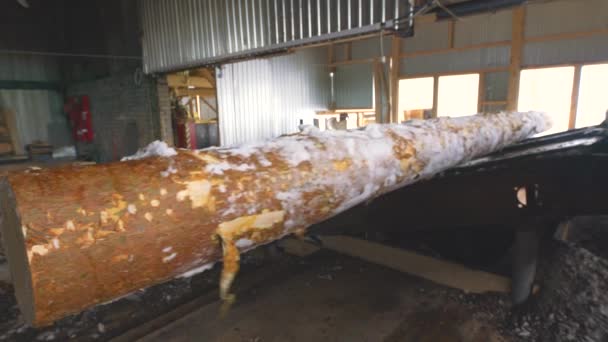 Visa sågade trävaror redo för kapning på sågverk — Stockvideo