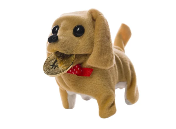 Prachtig speelgoed-puppy met gouden bitcoin geschoten op wit — Stockfoto