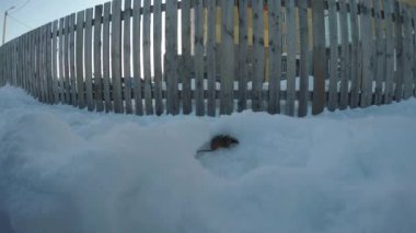 Kar ahşap çit yakınındaki bir delik kazma fare