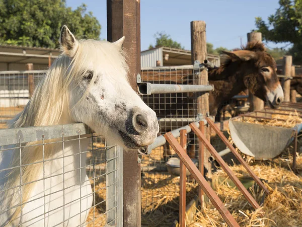 Donkey and pony on a farm on Cyprus — Stock Photo, Image