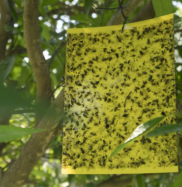 Kıbrıs Park'ta bir ağaç üzerinde böcek tuzağı