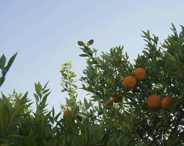 Τα δέντρα εσπεριδοειδών όμορφη καυτή θερινή ημέρα για την Κύπρο — Φωτογραφία Αρχείου