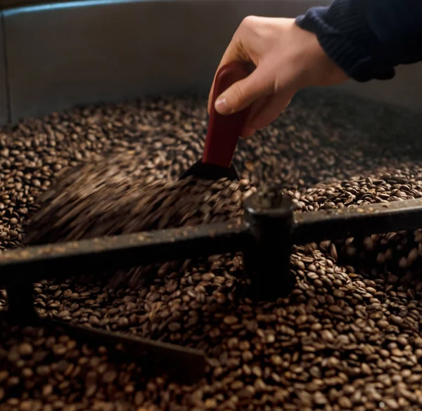 Man inspecting and roasting coffee beans — Stock Photo, Image
