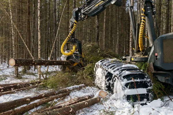 Image of logger cut down trees in winter forest — Stock Photo, Image