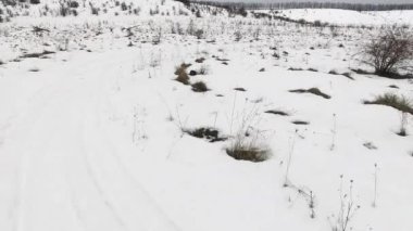 kar alan ve ağaçlar