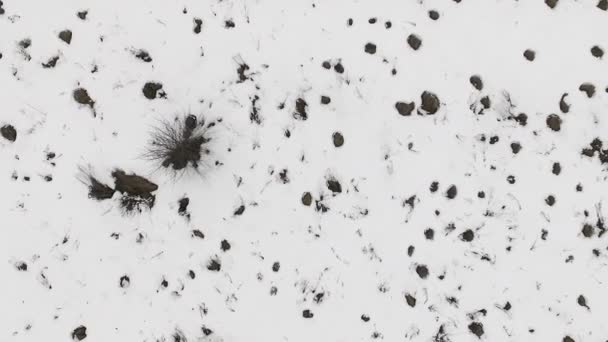 Снежное поле и деревья — стоковое видео