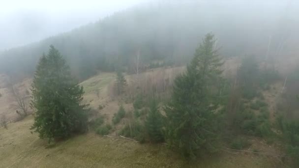 Pineta nebbiosa sulla collina — Video Stock