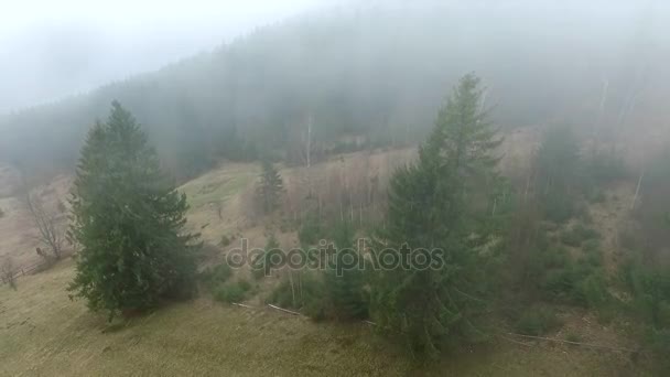 Pineta nebbiosa sulla collina — Video Stock