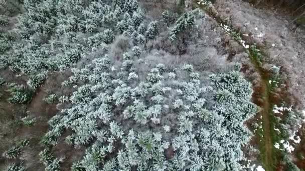 Schöner Winter-Kiefernwald auf dem Berg — Stockvideo