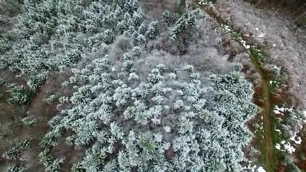 belle forêt de pins d'hiver sur montagne 
