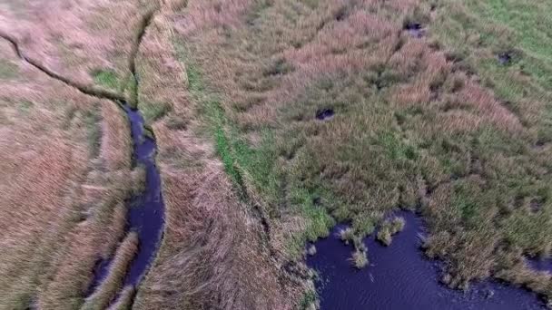 Bela vista do lago coberto com juncos — Vídeo de Stock