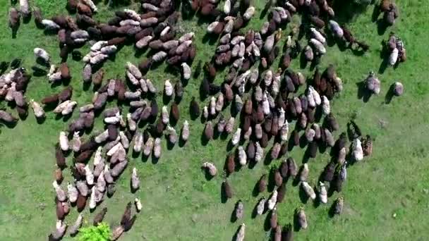 troupeau de moutons broutant sur le champ 