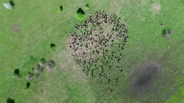 Flock av får som betar på fältet — Stockvideo