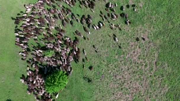 Стадо овец пасущихся на поле — стоковое видео
