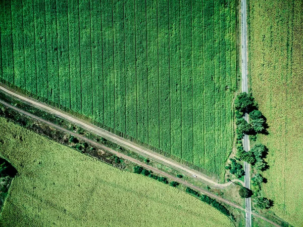 Track and parallel railway in country field — Stock Photo, Image