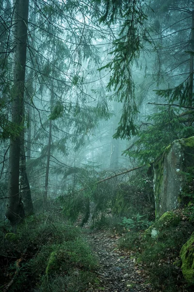 Landschap van mistig hout in bergen — Stockfoto