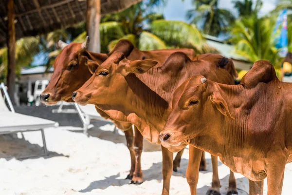 Belas vacas marrons na praia africana, Zanzibar — Fotografia de Stock