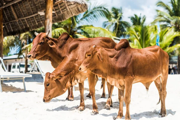 Schöne braune Kühe am afrikanischen Strand, Sansibar — Stockfoto