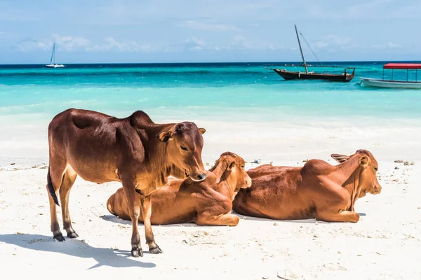 Bruine Afrikaanse koeien op een strand — Stockfoto