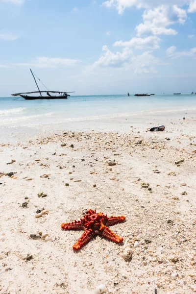 Hermoso paisaje marino con estrellas de mar en una orilla — Foto de Stock