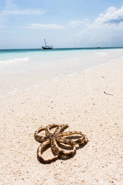 Krake an der Küste mit Ozean im Hintergrund — Stockfoto