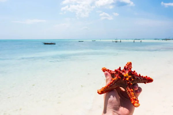 Hermoso paisaje marino con estrellas de mar en una orilla — Foto de Stock