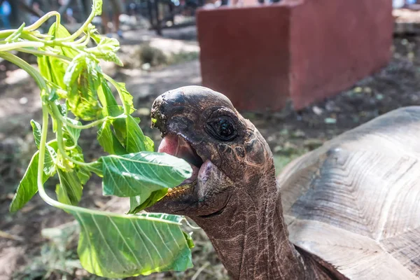 Afrikanische Schildkröte mit geöffnetem Maul in der Nähe grüner Pflanzen — Stockfoto
