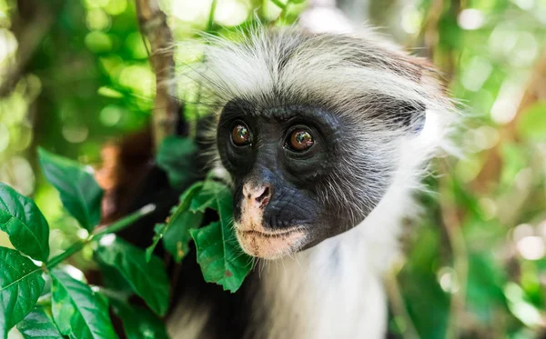 Grappige kleine aap op een boom — Stockfoto
