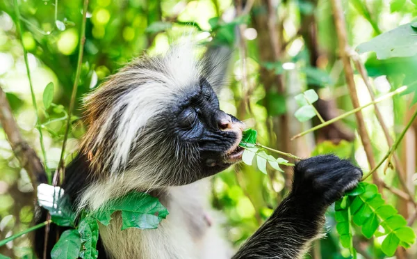 Legrační Africká opice jíst zelené rostliny — Stock fotografie
