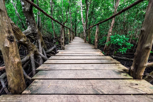 Wunderschöner Mangrovenwald mit Holzpfad in Sansibar — Stockfoto